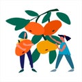 Women picking mandarins vector illustration in abstract flat style. Harvesting concept. Agritourism concept Royalty Free Stock Photo