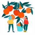 Women picking oranges vector illustration in abstract flat style. Harvesting concept. Agritourism concept Royalty Free Stock Photo