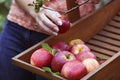 Women picking organic apples Royalty Free Stock Photo