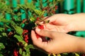 Women picking redcurrants in garden Royalty Free Stock Photo