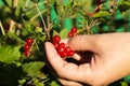 Women picking redcurrants in garden Royalty Free Stock Photo