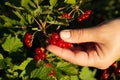 Women picking redcurrants in garden Royalty Free Stock Photo