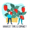 Women picking strawberries vector illustration. Harvest Time Is Coming quote. Harvesting, agritourism concept