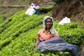 Women picking the tea at tea plantation around Munnar