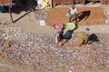 Women placing fish to dry in the sun on the beach in small fishermen village on Pamban island.