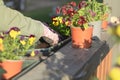 Women planting flowers in terrace, springtime gardening in a sunny evening