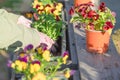 Women planting flowers in terrace, springtime gardening in a sunny evening