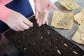 Women planting vegetable seeds close up Royalty Free Stock Photo