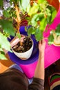 A woman plants a houseplant in a pot