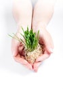 Women protect sprouts grass on white background