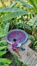 women relaxing in a bathtub in the rainforest of Thailand during vacation with flowers in the bath Royalty Free Stock Photo