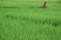 A women in a rice field, Andaman Islands