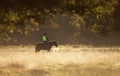 A women riding horse in a field on a beautiful autumn morning Royalty Free Stock Photo