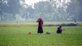 Women in rural Bangladesh working in the crop fields. Image of rural agricultural fields in the South Asian country of Bangladesh