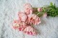 Women's accessories on wooden background