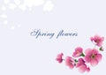 Women`s Day banner pink flowers vector background