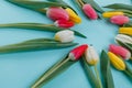 Spring tulips frame on background, top view. Royalty Free Stock Photo