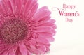 Women`s Day pink gerbera with purple ribbon and applied vintage wash filter. Royalty Free Stock Photo