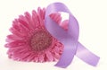 Women`s Day pink gerbera with purple ribbon and applied vintage wash filter. Royalty Free Stock Photo