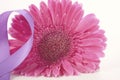 Women`s Day pink gerbera with purple ribbon and applied vintage wash filter. Royalty Free Stock Photo