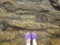 Women\'s feet in flip-flops, slippers are submerged in water near the shore, on stone in Sunny weather