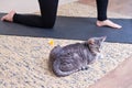 Women`s feet for yoga mat and grey cat, close-up