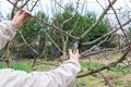 Women`s Female gardener hands with shears, scissors cutting fruit tree branch in green garden, yard, courtyard. gardening farming Royalty Free Stock Photo