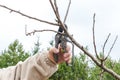 Women`s Female gardener hands with shears, scissors cutting fruit tree branch in green garden, yard, courtyard. gardening farming Royalty Free Stock Photo