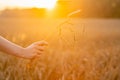 Women`s hand with bunch of ripe golden wheat spikelets in beautiful sunset lights. Selective focus. Shallow depth of field Royalty Free Stock Photo