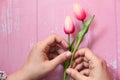 Women`s hand holding tulip flower on pink background Royalty Free Stock Photo