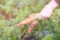 Women`s hand holding unwashed carrots from the garden on the background of a blurred garden Royalty Free Stock Photo