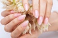 Women`s hands with a beautiful pale pink manicure. The girl is holding a white flower. Professional hand care in a beauty salon Royalty Free Stock Photo