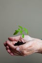 Hands carefully hold a young sprout with earth and roots