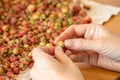 Women`s hands close-up fingering a forest berry