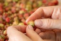 Women`s hands close-up fingering a forest berry