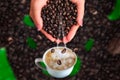 Women`s hands dropping coffee beans on cup of out of focus coffee on coffee bottom with levitating grains