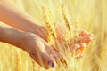 Women`s hands gathered ears of wheat in a handful