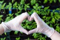 Women& x27;s hands in gloves are folded in the form of a heart over seedlings with tomatoes. Grown with love. Close-up. Royalty Free Stock Photo