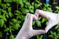 Women& x27;s hands in gloves are folded in the form of a heart over seedlings with tomatoes. Grown with love. Close-up. Royalty Free Stock Photo