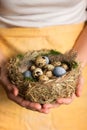 Women`s hands hold bird nest with Quail eggs with green moss and feathers. Royalty Free Stock Photo