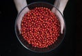 Women`s hands hold a bowl of red Rowan berries. Royalty Free Stock Photo