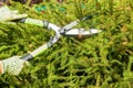 Women`s hands hold bush scissors cutting off the old needles of a spruce. Royalty Free Stock Photo