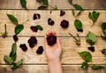 Women`s hands hold dry roses on a wooden background. Compilation of herbarium. The concept of aging and withering Royalty Free Stock Photo