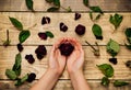 Women`s hands hold dry roses on a wooden background. Compilation of herbarium. The concept of aging and withering Royalty Free Stock Photo