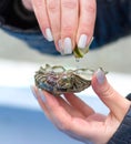 Women's hands hold a fresh oyster in their hands and pour lemon to eat. Gourmet seafood food