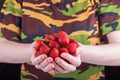 Women& x27;s hands hold a handful of strawberries Royalty Free Stock Photo