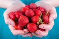 Women& x27;s hands hold a handful of strawberries Royalty Free Stock Photo