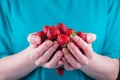 Women& x27;s hands hold a handful of strawberries Royalty Free Stock Photo