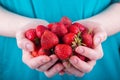 Women's hands hold a handful of strawberries Royalty Free Stock Photo