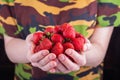 Women& x27;s hands hold a handful of strawberries Royalty Free Stock Photo